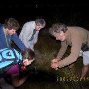 KRCA, cape dwarf chameleon, chameleon hunting, night activity